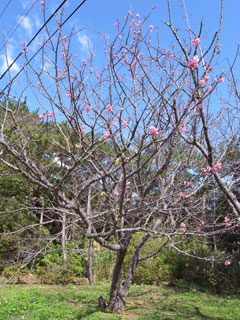 寒緋桜の木