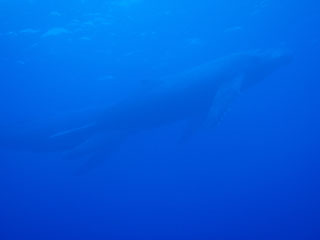 ザトウクジラ１
