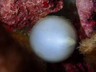 コブシメの卵