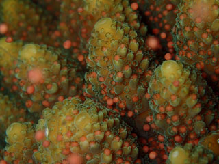 サンゴの産卵①