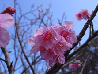 寒緋桜