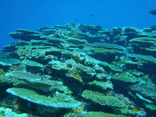 サンゴ達