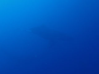 ザトウクジラ水中①
