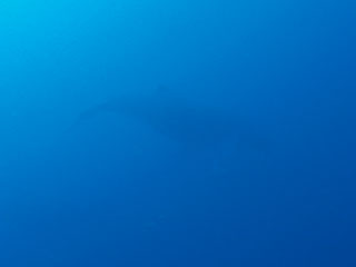 ザトウクジラ水中②