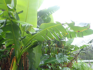 バナナの葉