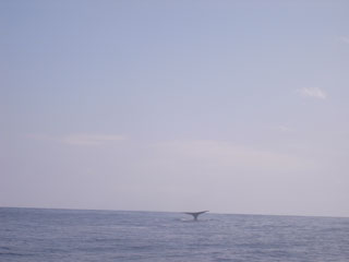 クジラ④