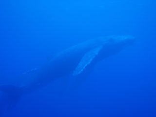 ザトウクジラ２