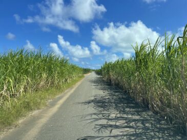 天気は最高なれど…