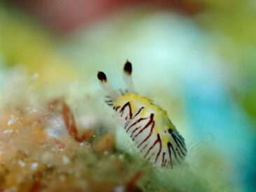 お魚にさ、囲まれたいよね