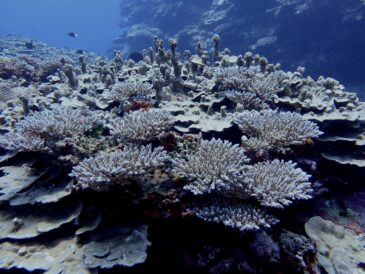 浅場がお湯