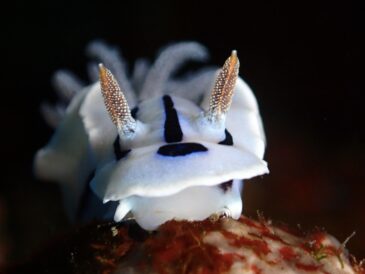 ウミウシ探し
