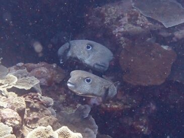 お似合いのふたり