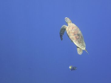 サメのお家にお客様
