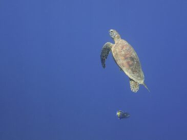 サメのお家にお客様