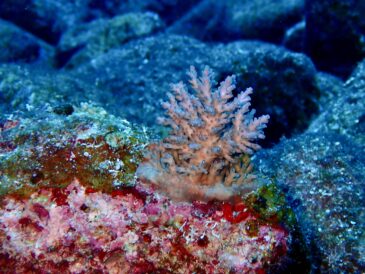 レイコはまだドライスーツじゃないよ