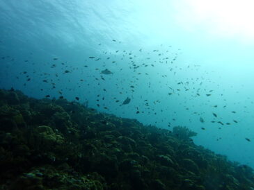 ホヤ増えてきた