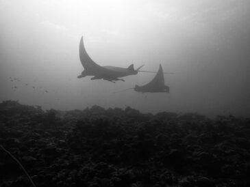 観察隊員募集中