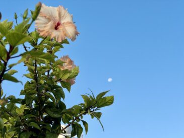 主にレイコの雑談