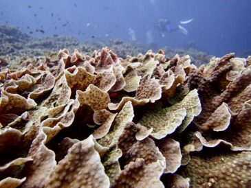 個性強めアオウミガメ