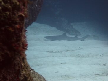 クリスマスイブイブイブ