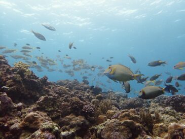 水のひんやりが増してきている