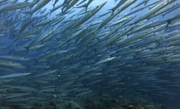 カマスカマスカマス