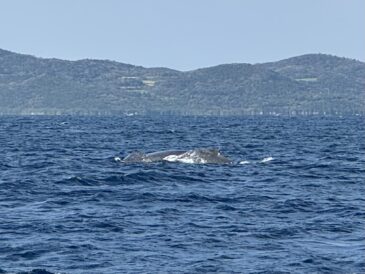 久しぶりの砂地