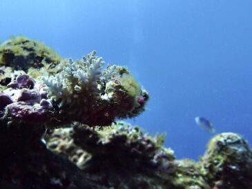 自然の回復力に期待