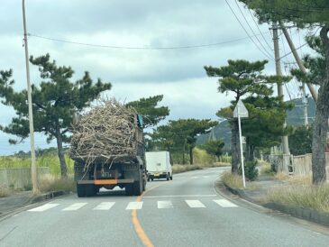 すぐに寒の戻り