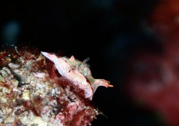 ダイビング日和♪