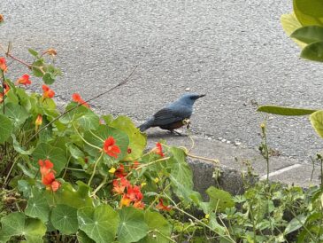 明日はきっと…