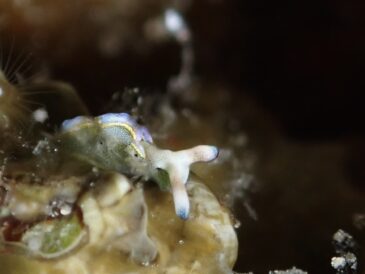 今日はウミウシ攻め