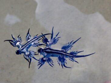 食べてばっかりの日