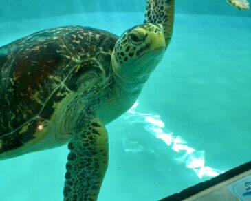 ちょっと時期尚早