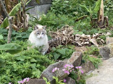 島のお天気模様