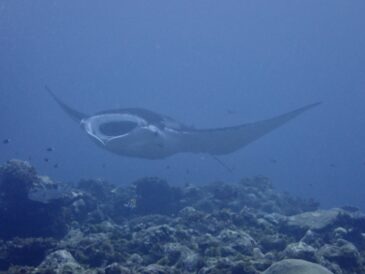 賑わってきました