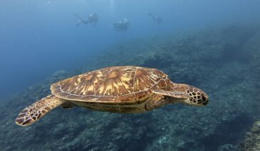 久しぶりの海～♪