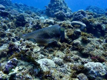 ブラック初対面