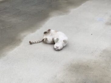 なんでもない日