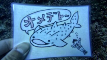 記念ダイブ祭りだ～！！