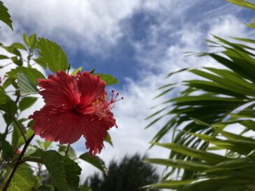 梅雨が明け…てない…！？