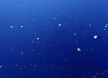 どんどん夏の海