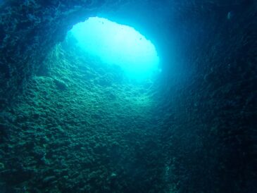 のんびりまったり生き物探し