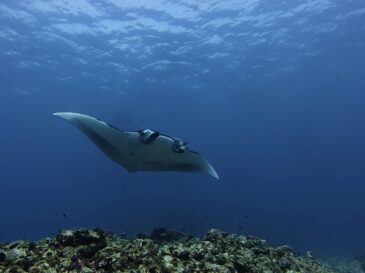 穏やかな青い海♪