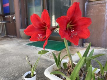 いよいよ来たな