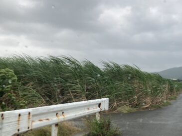 時化の海見学ツアー