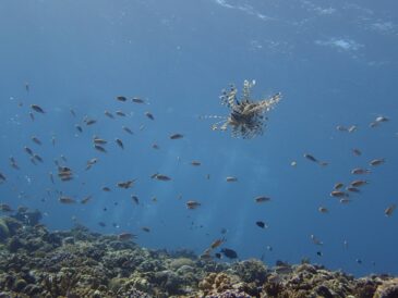 お魚観察楽しいよ